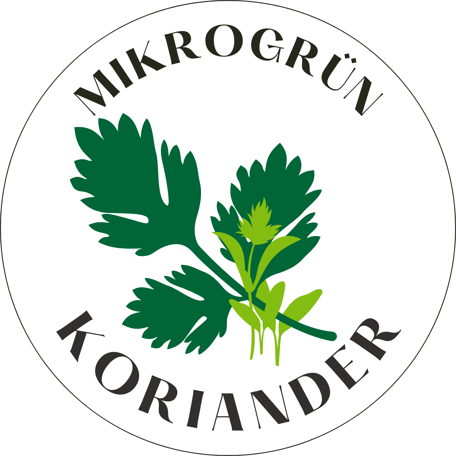 Koriander