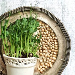 pea shoots, peas, yellow peas, grow, pea, silver tray, microgreen, shots, sprouts, shoots, decoration, interior design, home, homestyling, old style, pea shoots, pea shoots, pea shoots, pea shoots, pea shoots, peas, yellow peas, pea, microgreen, microgreen, microgreen